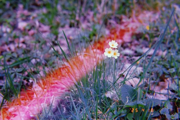 A single Primula plant with three blossoms.