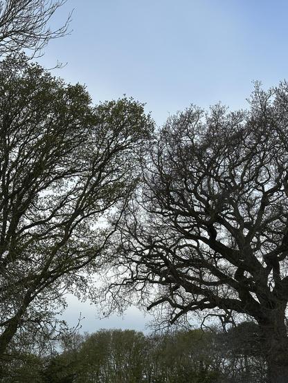 Some very large and old trees in front of a blue sky in the early morning