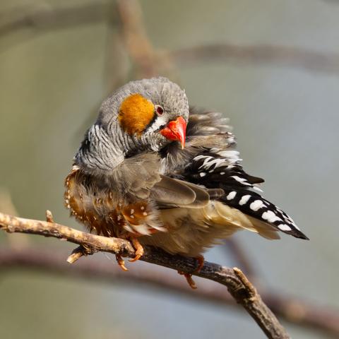 Ein Australischer Zebrafink (Taeniopygia castanotis) sitzt mit aufgeplustertem Gefieder auf einem Zweig. Der Betrachter sieht ihn von schräg hinten. Der Vogel hat den Kopf nach hinten gedreht, um sein Gefieder zu putzen.
Der wild lebende Zebrafink wird bis zu elf Zentimeter lang. Das Männchen hat ein schmales schwarzes Brustband, einen rotbraunen Wangenfleck, rotbraune Flanken mit runden oder ovalen weißen Punkten und einen besonders intensiv roten Schnabel. Die Kehle zeigt die typische Zebrazeichnung bis unter den Schnabel. Die Schwanzfedern sind schwarz und werden durch die schwarz-weiß gebänderten Oberschwanzdecken größtenteils überdeckt.