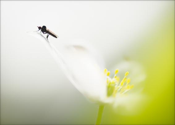 Close-up photograph of a wood anemone (Anemone nemorosa). There is a fly on a petal in the upper-left corner of the picture. © Nika Potinkara