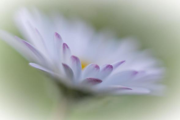 Blüte des Gänseblümchens, nah dran an den zart rosa Frühjahrsblattspitzen. Richtig scharf ist nichts in dem Foto, erkennbar ist alles, was es ausmacht.
Die Blüte geht in die samtweiche Unschärfe des Hintergrunds über.