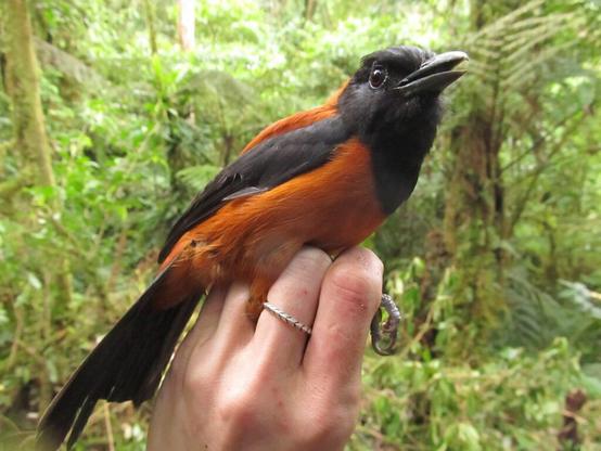Le-pitohui-a-capuchon-pitohui-bicolore-le-quasi-seul-oiseau-toxique-venimeux-1