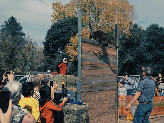 Photo of a kelpie at the top of a 8.5 foot high jump