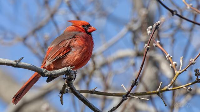 Retour en image avec ce Cardinal rouge, une photo qui fut prise il y a quelques jours sur le bord de la rivière St-Charles à Québec. Une capture tout en hauteur !