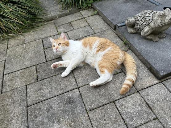 Ein weiß-rot gescheckter Kater liegt auf der Terasse