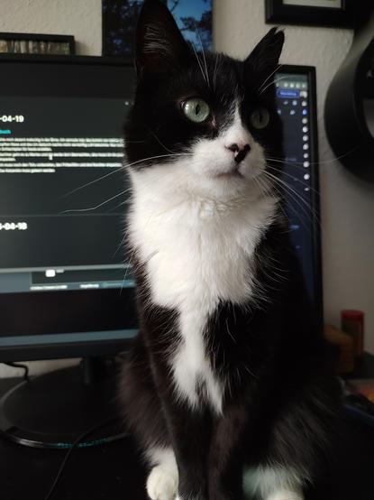 Der Kater Phips sitzt auf dem Schreibtisch. Im Hintergrund ist ein Bildschirm zu erkennen