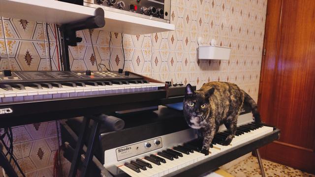 A tabby cat is walking over a Rhodes Mark I electric piano, pressing down several keys in the process, while looking towards the camera. A Sequential Circuits Six-Trak, a Dynacord tape echo and a modded Realistic analogue delay are also partially visible.