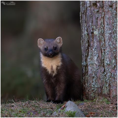 A photo of a pine marten sitting at the base of a pine tree, in a Scottish woodland, just before dusk.
