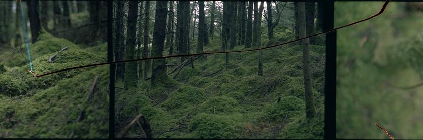 Colored film scanned. There is a full central frame, a half picture before and after. The film is thorn on the three frame. The photographies are a green mossy forest.