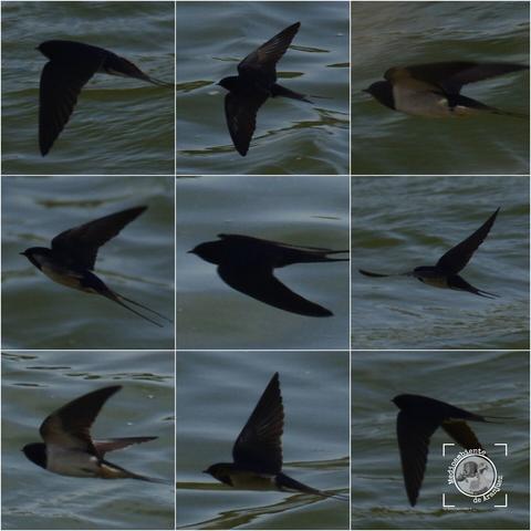 mosaico de 9 fotografías de golondrinas en el Mar de Ontígola Aranjuez