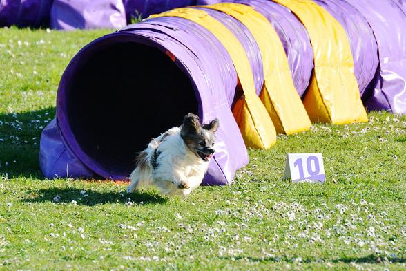 Petit chien à fond à la sortie d'un tunnel d'agility
