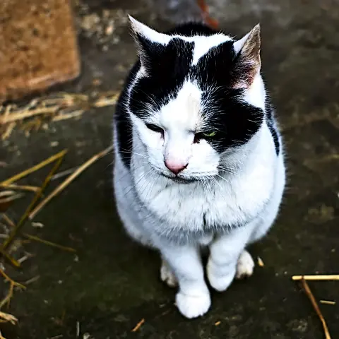 Eine schwarzweiße Katze (mehr weiß als schwarz) sitzt auf dem Boden eines Stalls. Rund um die Katze liegt Stroh, die Katze schaut entspannt auf irgendwas, was vor ihr liegt.