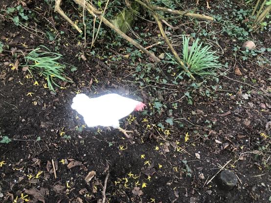 Das Bild zeigt eine weiße Huhn auf einem Boden, der mit dunklem, feuchtem Erdreich bedeckt ist. Das Huhn steht im Mittelpunkt des Bildes und ist leicht überbelichtet, was zu einem helleren Aussehen führt. Um das Huhn herum sind kleine gelbe Blüten und grüne Pflanzen zu sehen, die auf dem Boden wachsen. Im Hintergrund sind einige Zweige und Blätter zu erkennen, die auf den Boden fallen. Die Umgebung wirkt wie ein Garten oder ein Waldstück, in dem das Huhn frei herumgeht.