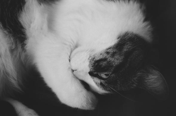 A monochrome photo of a head and a front paw of curled up piebald cat. In focus is one eye lazily looking at the viewer, his dark features are sofltly blending with the background while his light features are slowly blurring out of focus