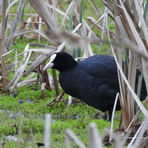 A coot standing in very shallow water peeping out from behind some reeds