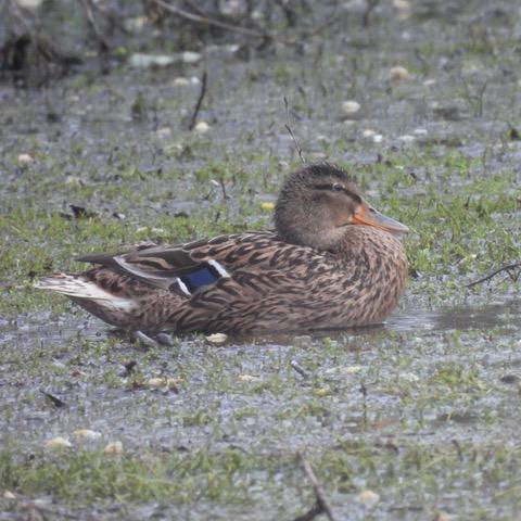 A female mallard floating on shallow water with grass poking through it around her
