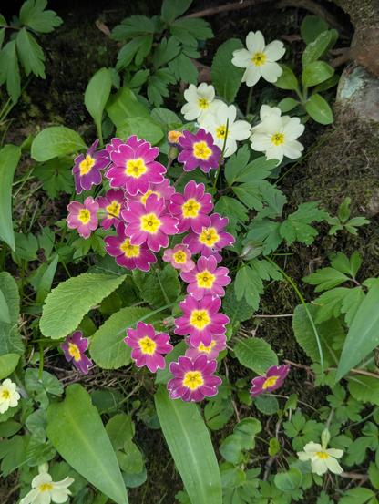 Pink and yellow primroses in the centre with white and yellow ones at the top right. Al
l sat next to a tree trunk with moss.