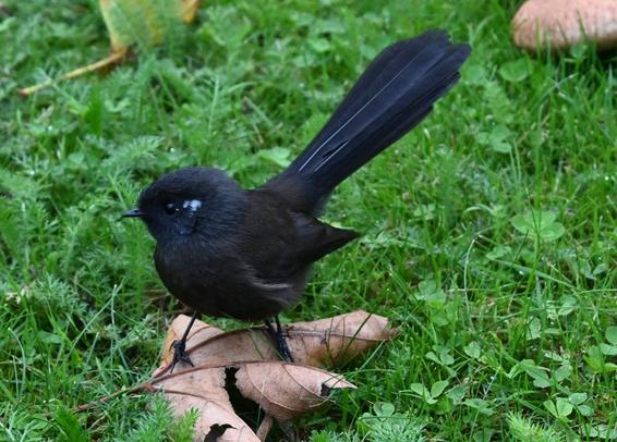 A photo of a black colour morph of a NZ South Island fantail, or tīrairaka. It's a small black bird with a big black tail, and a small pointy beak (for catching insects). It's sitting on a brown leaf that's lying on a lawn.

The full-resolution photo is on my Flickr account at https://www.flickr.com/photos/mollivan_jon/54461919705/
