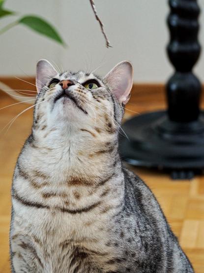 A close-up of a tabby cat looking up with green eyes, focused on a stick hanging above it. In the background, a dark decorative object and a green plant are visible.