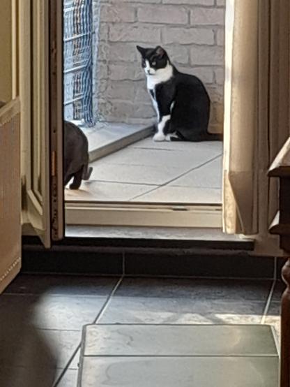 Through an open door, you can see a tuxie cat sitting against a wall. In front of that is the backside of a black cat. You can see part of a balcony fence covered in chicken wire.