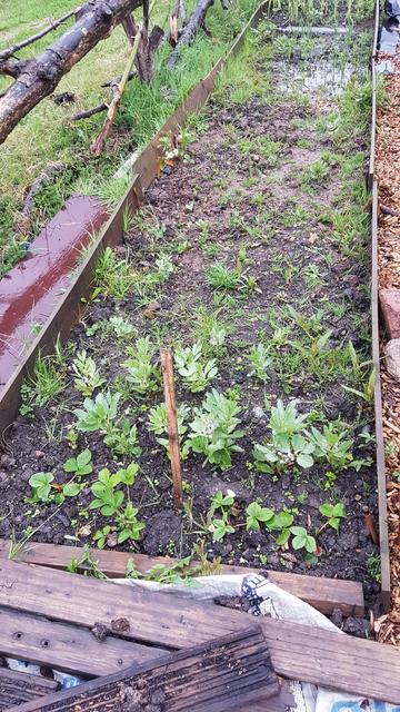 Broadbeans flowering.