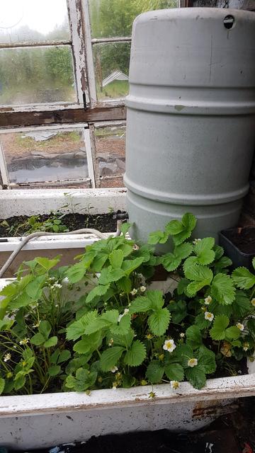 Strawberries on the rampage.