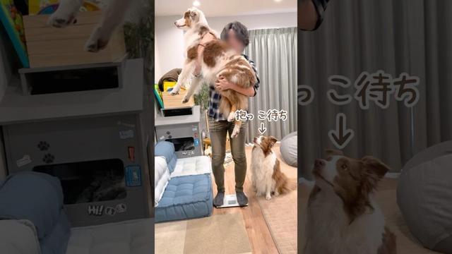 体重測定の抱っこ待ちしてる犬が可愛すぎる♡【ボーダーコリー・オーストラリアンシェパード】#shorts