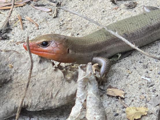 profile view of a skink. itw scales are relatively smooth and mostly uniform brownish gray. around its throat, mouth, and cheeks it is a slightly orangeish red. kind of like it's blushing