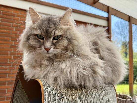 Close-up of a grey Siberian cat lying inside a catio on top of a grey cardboard scratching tunnel. He is looking directly into the camera. His fur is still quite fluffy, although the shedding is clearly in progress.