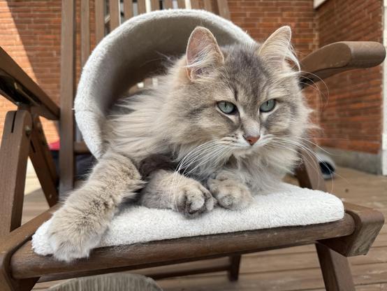 Close-up of a grey Siberian cat lying inside a white scratching tunnel on top of a deck chair. The background is a red brick wall. He is looking attentively past the camera, ears alert. His head and three paws are visible outside the scratching tunnel. It is a bit unclear to me which paw is missing😺.