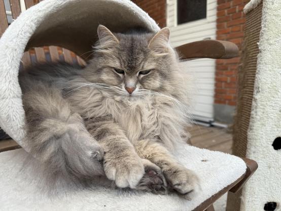 Close-up of a grey Siberian cat lying inside a white scratching tunnel on top of a deck chair. The background is a red brick wall. He is looking towards the camera. He seems quite relaxed but possibly pondering what the photograph is doing.