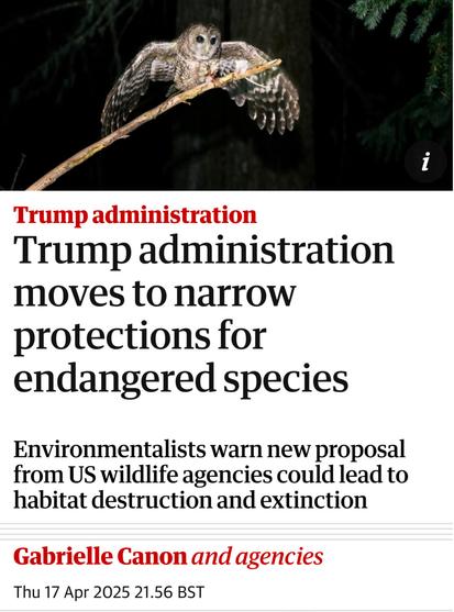 Trump administration
moves to narrow
protections for
endangered species
Environmentalists warn new proposal
from US wildlife agencies could lead to
habitat destruction and extinction
Thu 17 Apr 2025
