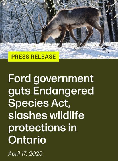 Ecojustice:
Ford government
guts Endangered
Species Act,
slashes wildlife
protections in
Ontario
April 17, 2025