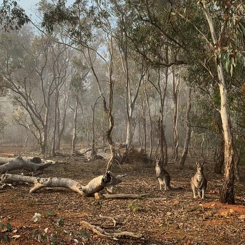 Two kangaroos in front of a foggy forest