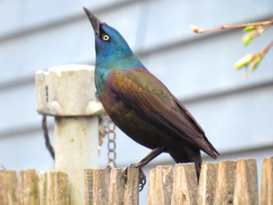 A slightly-larger-than-robin-sized bird perches on a wooden fence, its iridescent blue-and-green head pointed skyward. Its back and wings are iridescent bronze, shading into darker tones toward its belly, and its visible eye is a bright yellow.

Its overall posture gives the impression of a teenager who’s definitely very sober and not high at all, Mom, just very normal today, thanks for asking.