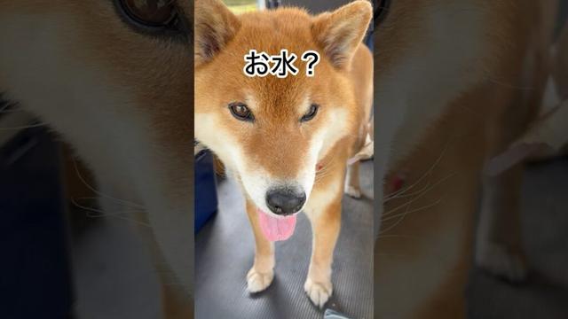 ’25.4.19 力丸のニ凍流は続く… #柴犬 #柴犬のいる暮らし #柴犬の日常 #保冷剤 #カメラ目線 #力丸