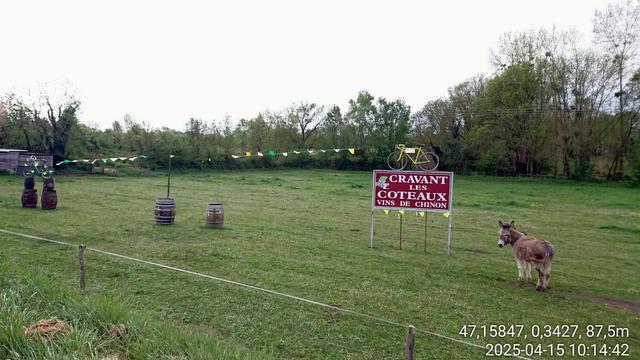 Un âne et des vélos de course vintage, dans un pré du vignoble de Chinon.