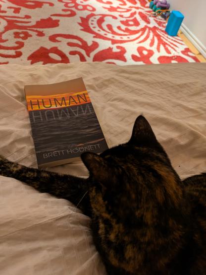 A picture taken from behind the head of a  dark, multi-coloured cat laying  on a bed with her paw stretched out in front of her, looking at a paperback titled HUMAN by Brett Hodnett, with an image of dark water and a brilliant orange sunset. A red and white carpet is in the background.