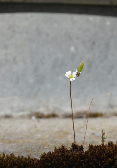 A tiny flower with six white petals protrudes from a bed of dry moss in a balcony joint. The blurred background is grey.