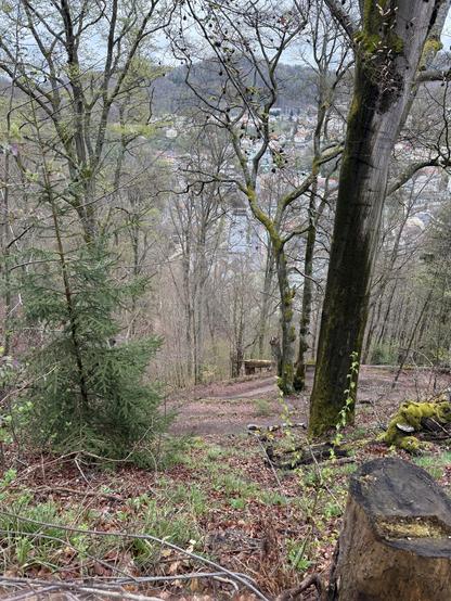 Ein Waldgebiet mit hohen Bäumen, mit einem abwärts führenden Weg und einem Blick auf eine Stadt unter den Bäumen. Die Blätter beginnen gerade zu sprießen, und der Boden ist mit abgefallenen Blättern und kleinen Pflanzen bedeckt.