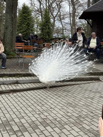 Ein weißer Pfau zeigt seinen Federfächer in einem öffentlichen Bereich, umgeben von Menschen, die ihre Zeit an Sitzplätzen im Freien genießen. Im Hintergrund sind Bäume und ein Gebäude zu sehen.