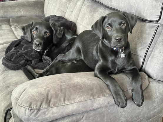 Two black dogs on a grey couch. Farthest away is Mulder a Springador and on top of him with her paws over the armrest is Dana (Scully), a Labrador