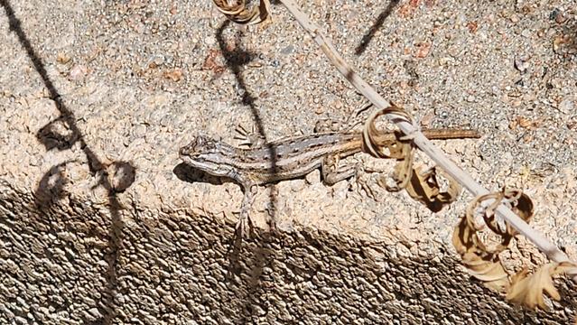 color photo of a lizard resting on a block wall. grays and lighter browns