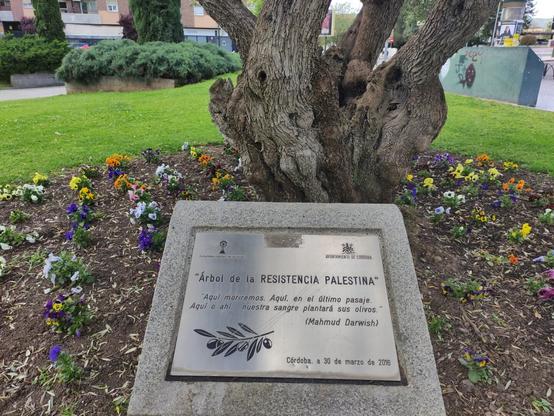 En un jardín de un parque placa homenaje a la resistencia Palestina. Hay varias flores y un olivo