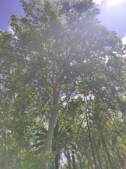 árbol muy grande al fondo, con varios detrás que parecen palmeras