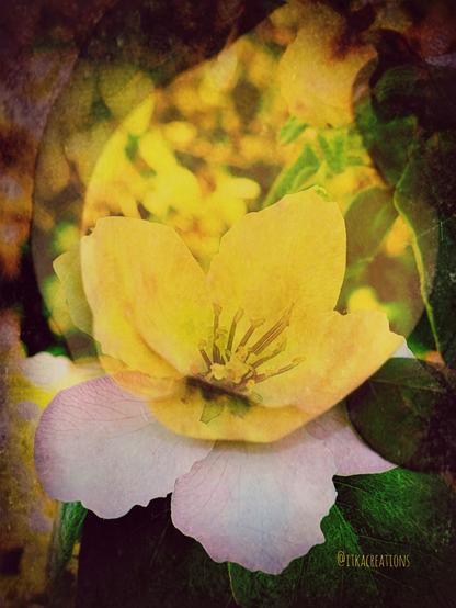 Superposition de deux photos. L'une faite au printemps, représentant la fleur du cognacier. L'autre en automne présentent le coing.