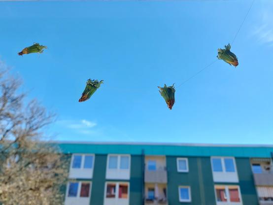 Vier Löwenzahnknospen hängen aufgefädelt an fast unsichtbarem Garn an Fenster. Im Hintergrund blauer Himmel und ein türkiser Häuserblock.