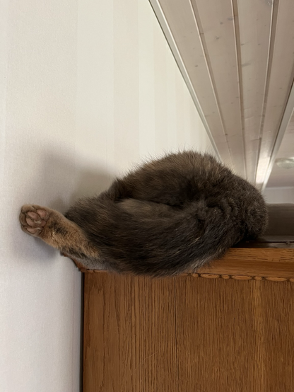 Grey cat is sleeping on the top of the closet.
