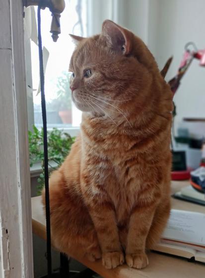 red cat on my desk looking out on the balcony