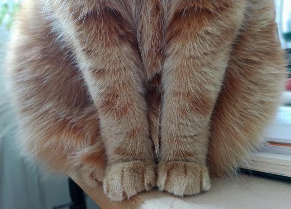paws and fluffy belly of red cat
